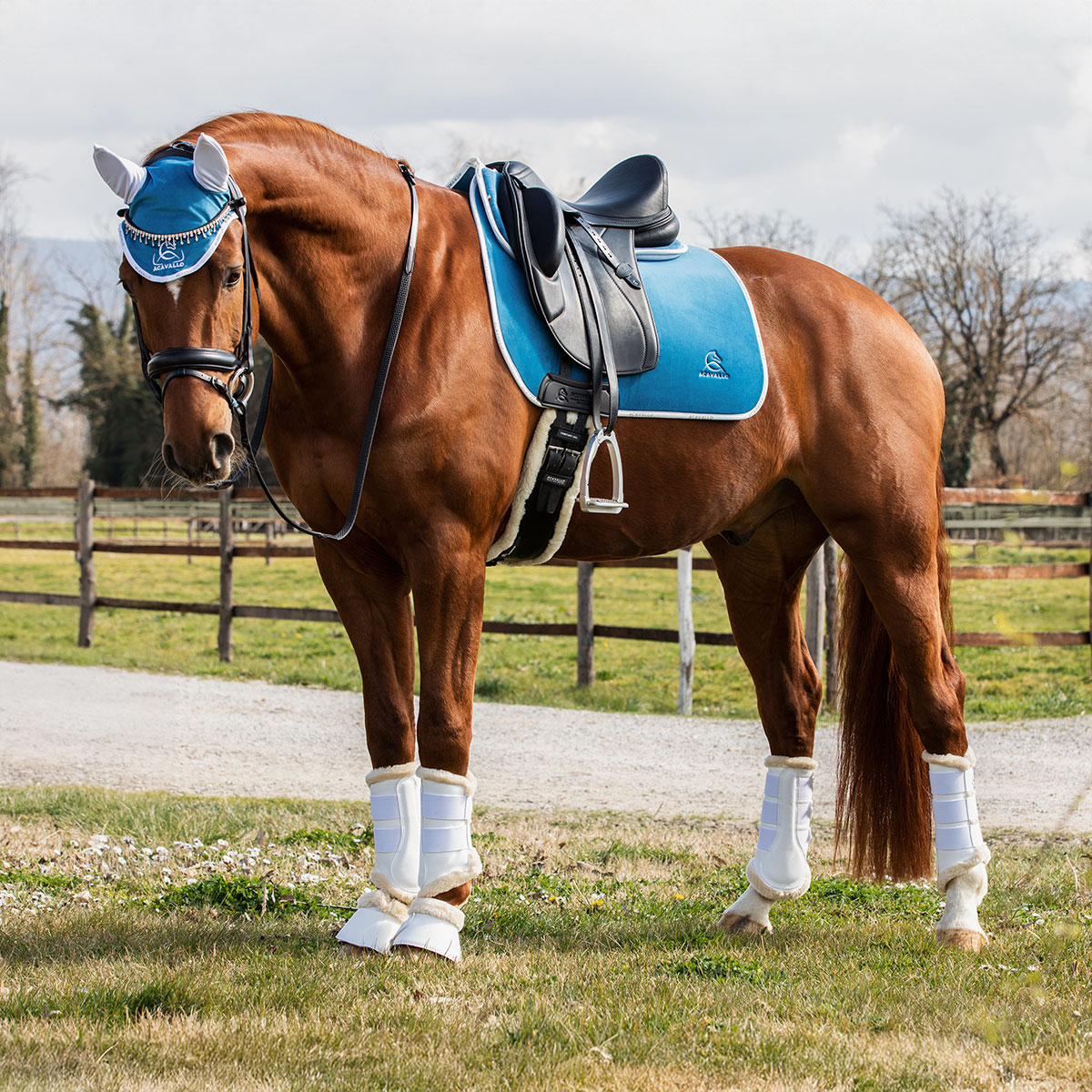 See all Horse