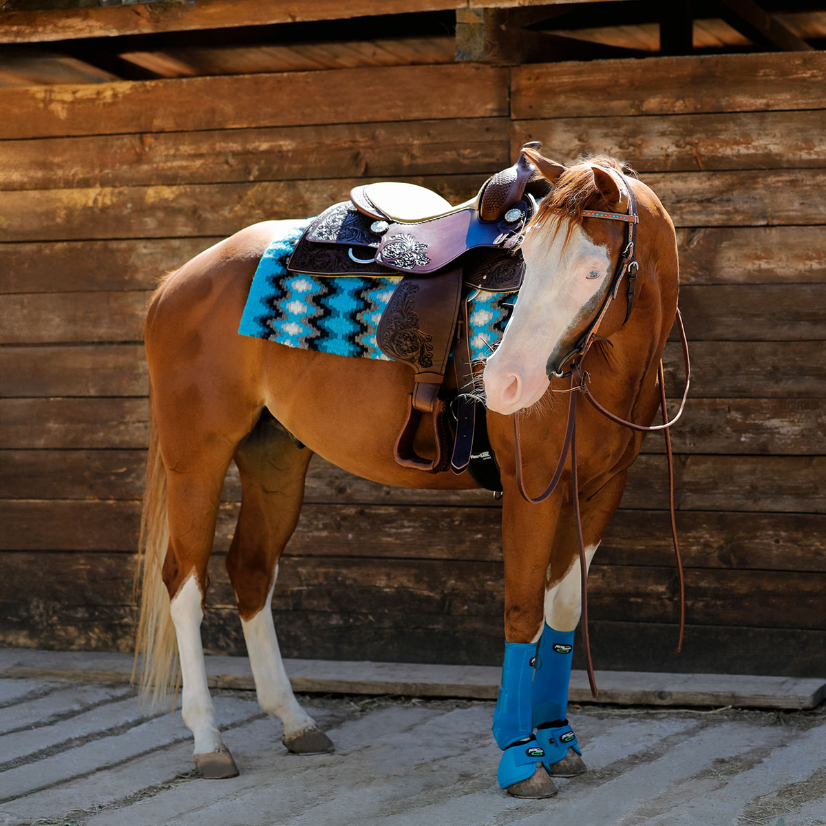 See all Horse