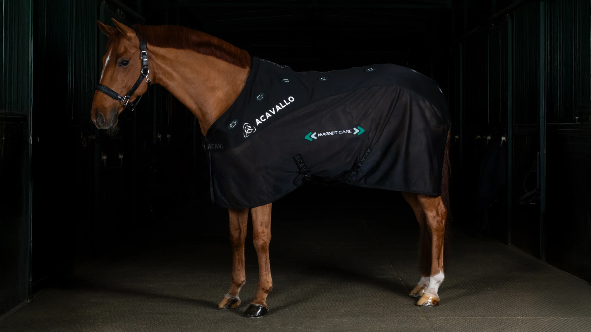 Acavallo Magnet Care