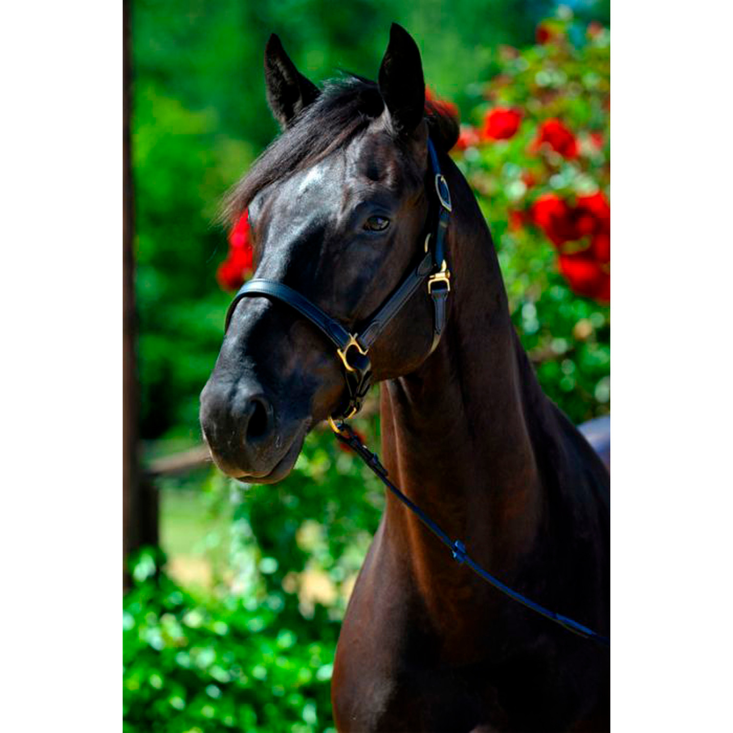 Stable Halter Nt